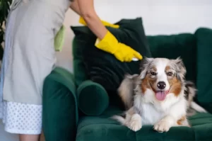 pet friendly holiday cleaning