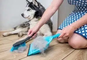 deep cleaning for pets